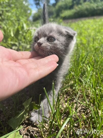 Шотландская вислоухая