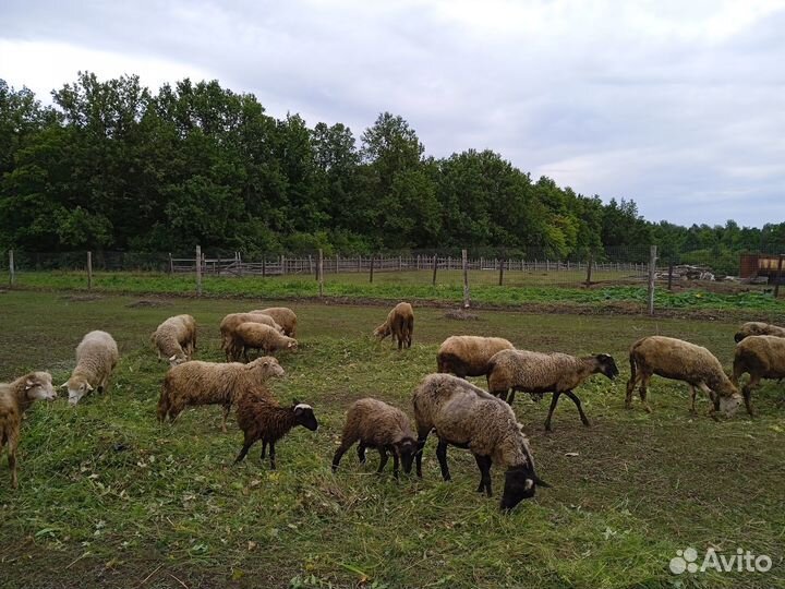 Овцы бараны