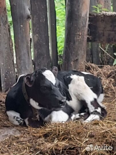 Теленок - Бычок (Голштинец)