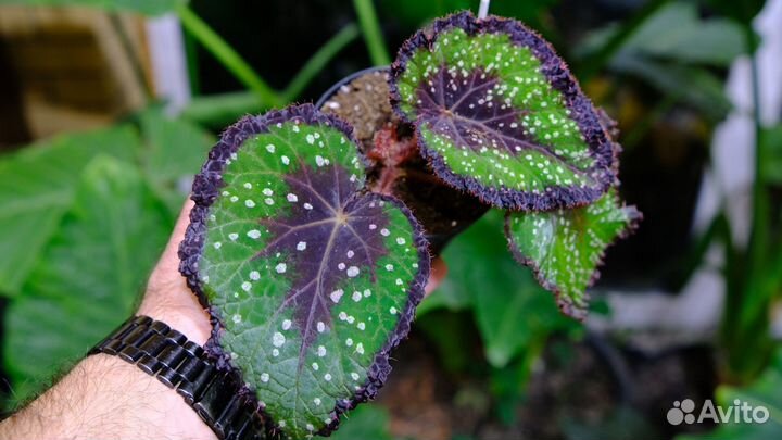 Бегонии Бреверимоза (brevirimosa) и другие