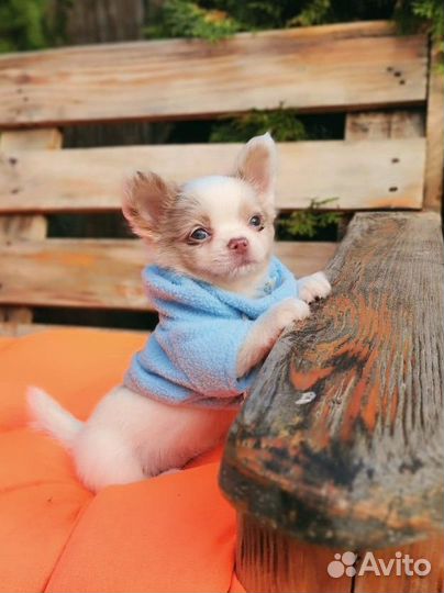 Чихуахуа мальчик с фото