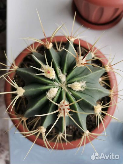 Ферокактус