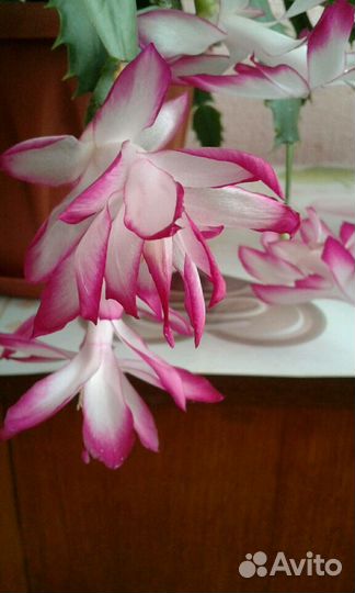 Декабрист цветёт