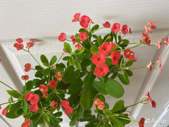 Молочай Миля