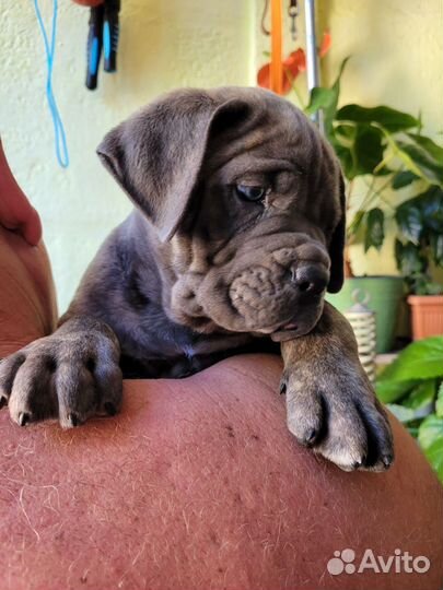 Щенки кане корсо