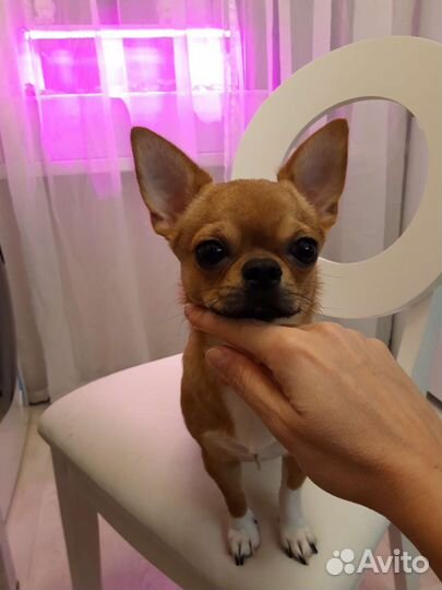 Вязка кобель чихуахуа