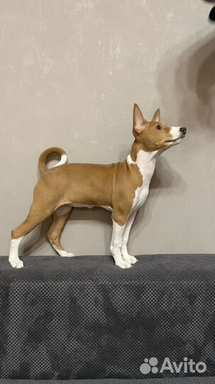 Басенджи классная девочка