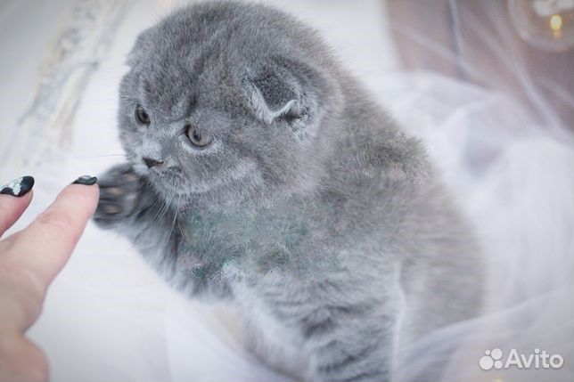 Вислоухие котята