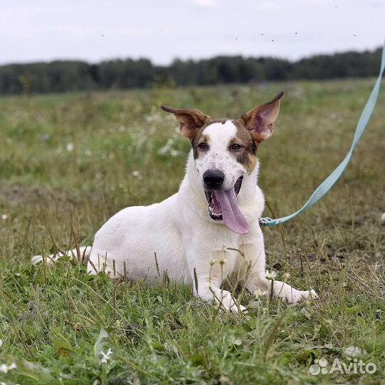 Бублик в дар