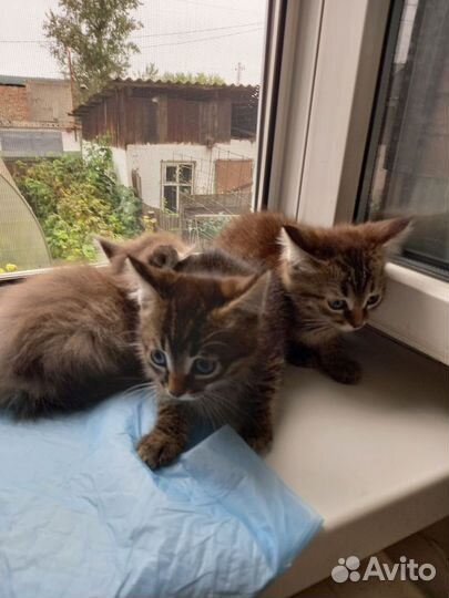 Сибирская кошка бесплатно