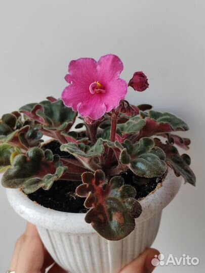 Фиалки сортовые