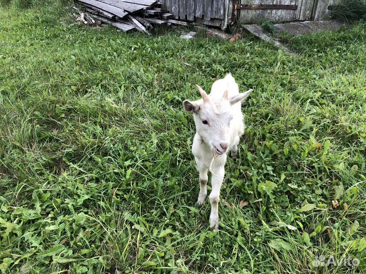 Козлята