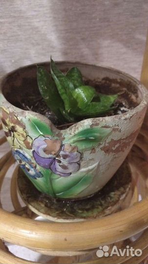 Тещин язык. Сансевирия