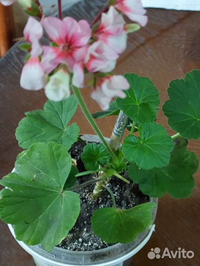 Герань пеларгония