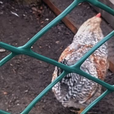 Молодые петухи