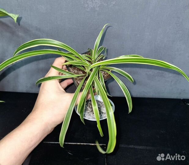 Комнатные цветы Сингониум и Хлорофитум