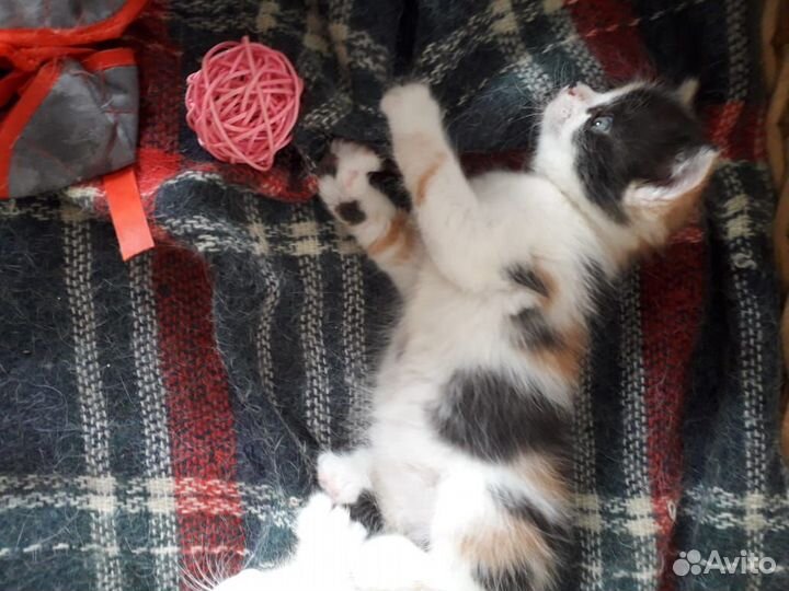 Котятки в дар