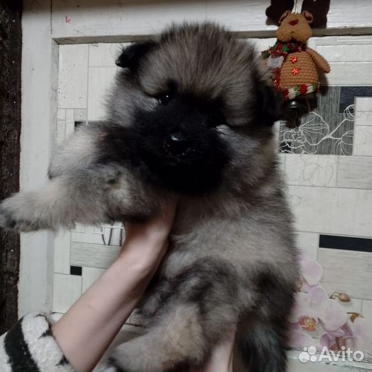 Кеесхонд (вольфшпиц)