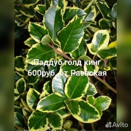 Падуб остролистный,османтус,питоспорум, османтус