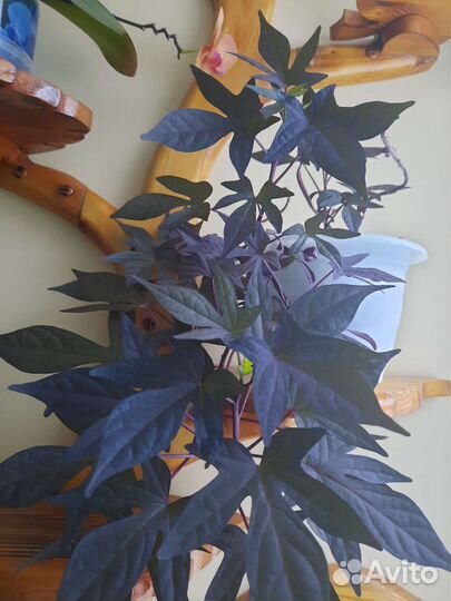 Ипомея батат