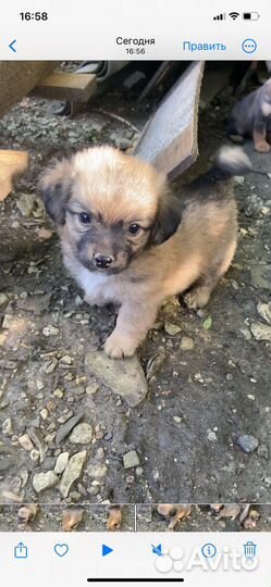 Собака в добрые руки отдам бесплатно маленькая