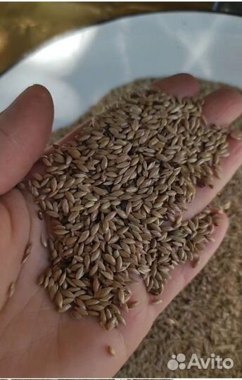 Канареечное семя. Рапс