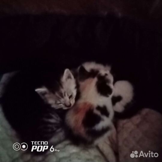 Котята в добрые руки бесплатно