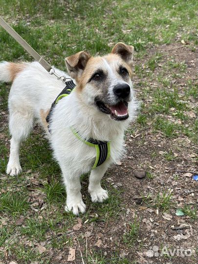 Маленькая собака