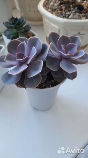 Суккуленты набор