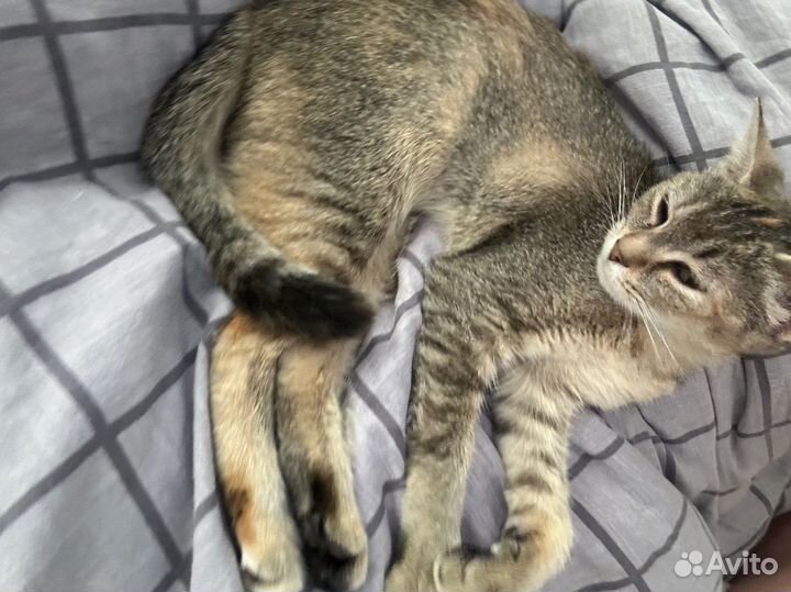 Котенок девочка в доьрые руки