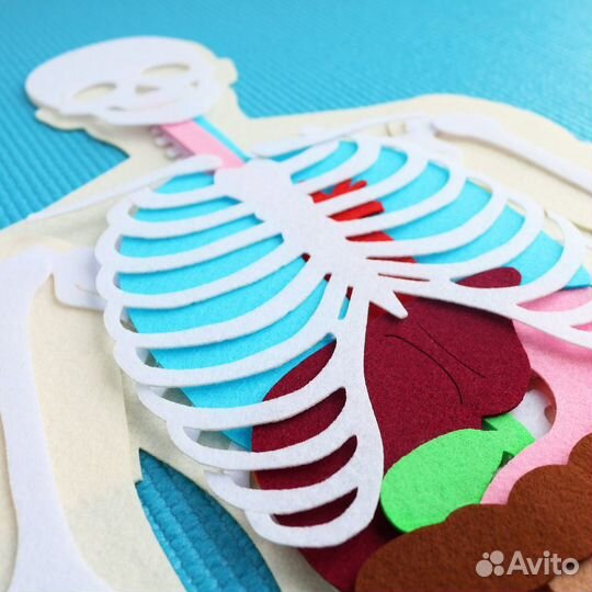 Анатомия человека - Монтессори пособие из фетра