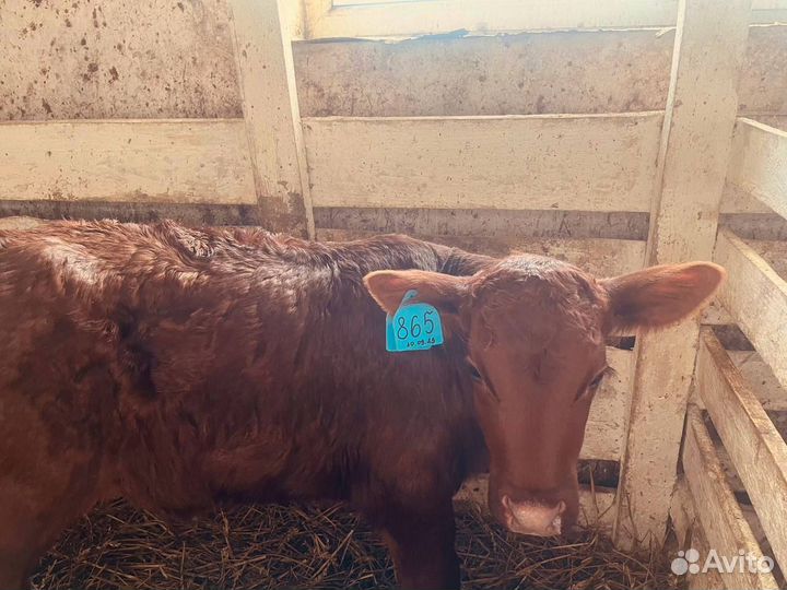 Телята шустрые бычки и телки