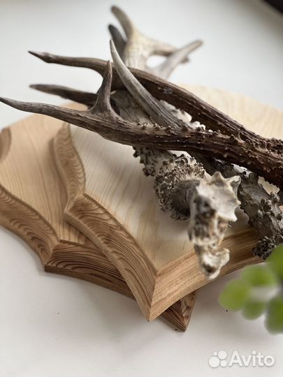 Рога косули