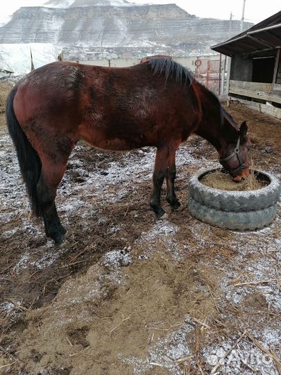 Корова дойная