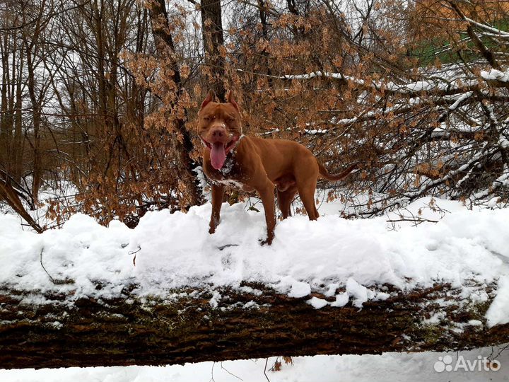 Вязка пит буль кобель