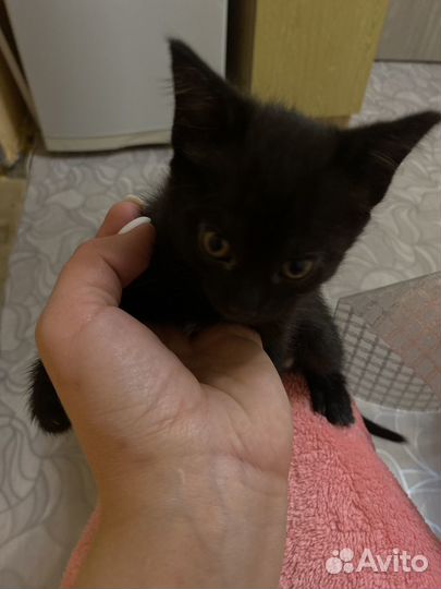 Котенка в добрые руки