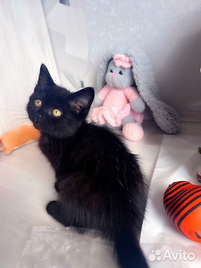 Кошечка в дар