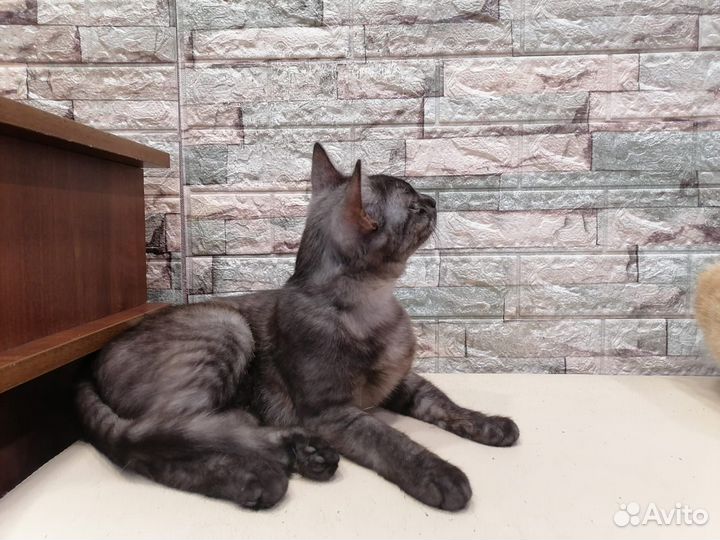 Кошка интересный окрас