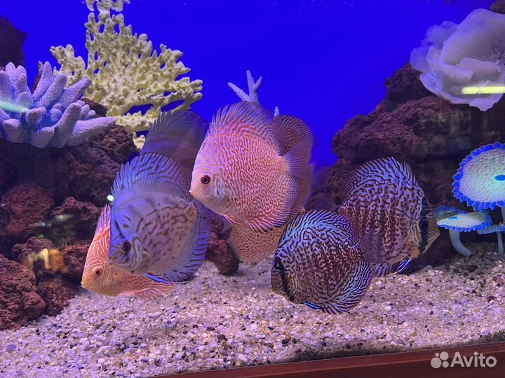 Дискусы в наличии и под заказ