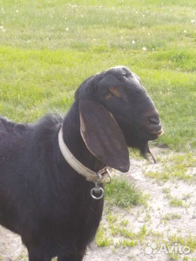 Продается козел