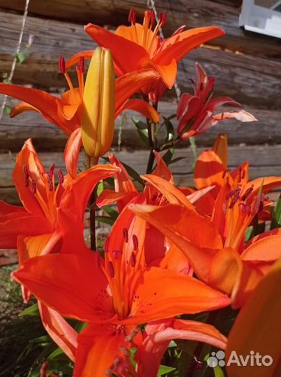 Цветы, семена цветов