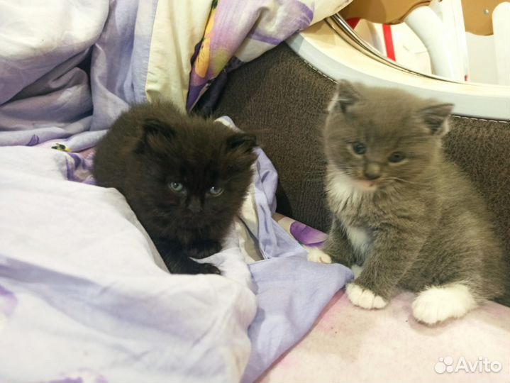 Британские котята