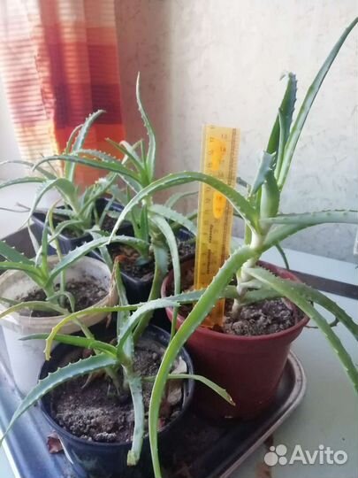 Алоэ лечебный