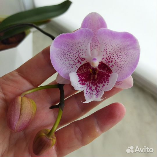 Орхидея фаленопсис