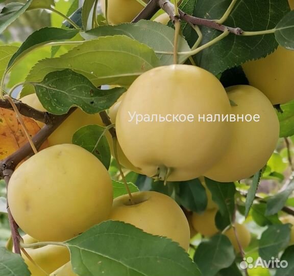 Саженцы яблони