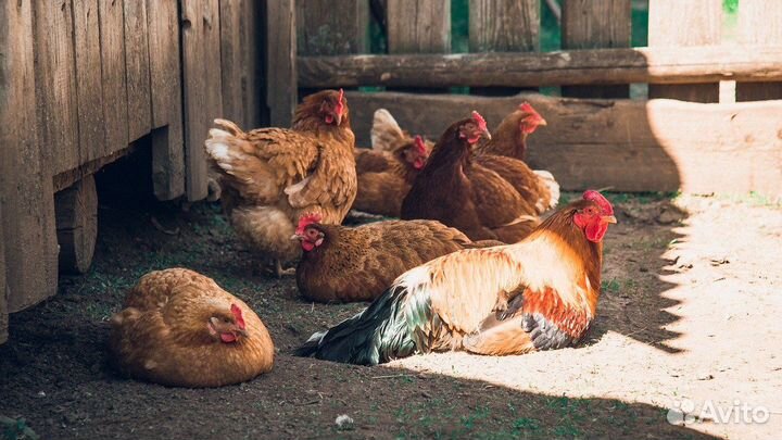 Курочки на яйцо