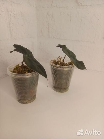 Алоказии, фикус, филодендрон, монстера минима