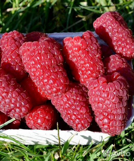 Саженцы малины