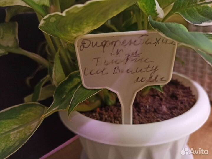 Диффенбахия Cool Beauty