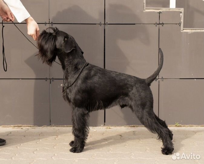 Стрижка собак и кошек